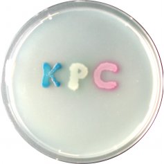  Infecciones por bacterias productoras de carbapenemasas de Klebsiella pneumoniae (KPC): revisión sistemática